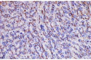 Immunohistochemistry of paraffin-embedded Rat liver using Ceacam1 Polycloanl Antibody at dilution of 1:200 (CEACAM1 Antikörper)