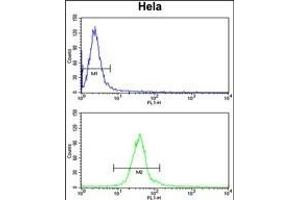 DERL1 Antibody (C-term) (ABIN652693 and ABIN2842462) flow cytometry analysis of Hela cells (bottom histogram) compared to a negative control cell (top histogram).