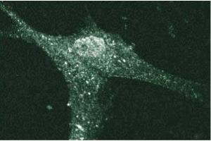 Immunofluorescent staining of Human Fibroblasts with anti-Cadherin-5 antibody. (Cadherin 5 Antikörper  (AA 26-194))