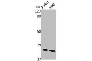 Western Blot analysis of Jurkat K562 cells using Olfactory receptor 10AG1 Polyclonal Antibody