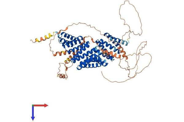 GPSM2 Protein (AA 1-684) (His tag)