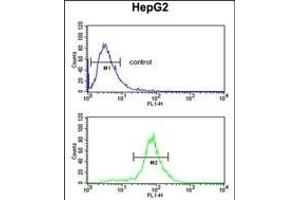 LDHD Antibody (N-term) (ABIN651920 and ABIN2840455) flow cytometric analysis of HepG2 cells (bottom histogram) compared to a negative control cell (top histogram). (LDHD Antikörper  (N-Term))