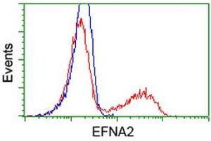 HEK293T cells transfected with either RC213728 overexpress plasmid (Red) or empty vector control plasmid (Blue) were immunostained by anti-EFNA2 antibody (ABIN2452972), and then analyzed by flow cytometry. (Ephrin A2 Antikörper)