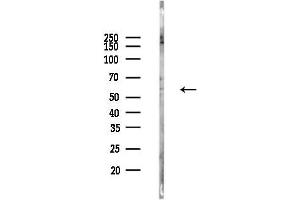 Western blot analysis of lysates from COLO205 cells(LPS, 4h treatment), using AMH Antibody at 1/1000 dilution.