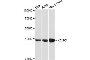 Western blot analysis of extracts of various cell lines, using KCNK1 antibody (ABIN6290540) at 1:3000 dilution. (KCNK1 Antikörper)