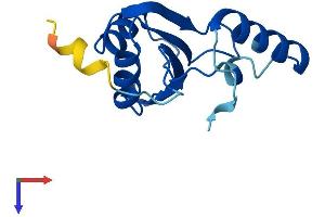 Pre-mRNA Branch Site Protein p14 (SF3B14) (AA 1-125) protein (His tag)