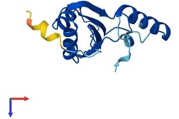 Pre-mRNA Branch Site Protein p14 (SF3B14) (AA 1-125) protein (His tag)