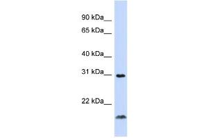 WB Suggested Anti-TNFSF14 Antibody Titration:  0. (TNFSF14 Antikörper  (Middle Region))
