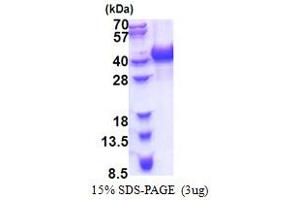 SDS-PAGE (SDS) image for Heterogeneous Nuclear Ribonucleoprotein A/B (HNRNPAB) (AA 1-285) protein (His tag) (ABIN5778629)