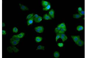 Immunofluorescence staining of HepG2 cells with ABIN7144968 at 1:166, counter-stained with DAPI.