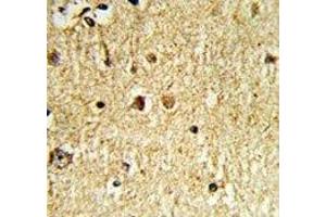 IHC analysis of FFPE human brain tissue with Olig3 antibody (OLIG3 Antikörper  (AA 74-100))