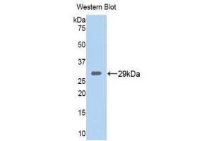 Western Blotting (WB) image for anti-Tryptase beta 2 (TPSB2) (AA 35-275) antibody (ABIN1176185) (TPSB2 Antikörper  (AA 35-275))