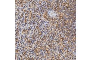 IHC analysis of RAB7/RAB7A using anti-RAB7/RAB7A antibody (ABIN7600597).