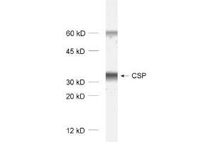 dilution: 1 : 1000, sample: rat brain homogenate (DNAJC5 Antikörper)