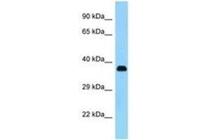 Image no. 1 for anti-Keratocan (KERA) (AA 196-245) antibody (ABIN1493172) (KERA Antikörper  (AA 196-245))