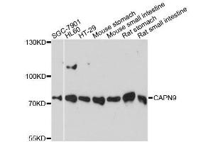 Western blot analysis of extracts of various cell lines, using CAPN9 antibody. (Calpain 9 Antikörper  (AA 391-690))