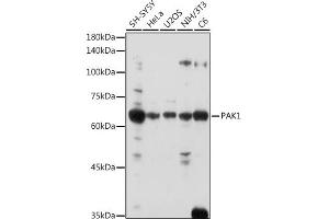 Western blot analysis of extracts of various cell lines, using P antibody  at 1:1000 dilution. (PAK1 Antikörper  (AA 1-240))