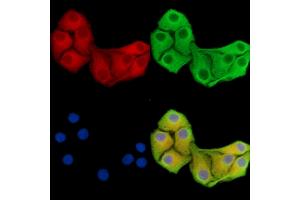 ABIN7096452 and ABIN7100516 staining Hela cells by IF/ICC.