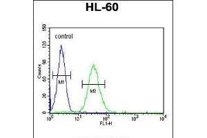 Flow Cytometry (FACS) image for anti-CD80 (CD80) (AA 260-288), (C-Term) antibody (ABIN5530456)