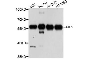 Western blot analysis of extracts of various cell lines, using ME2 antibody. (NAD-ME Antikörper  (AA 220-479))