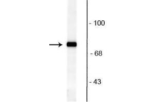 Western blot of rat brain lysate showing specific immunolabeling of the ~82 kDa rabphilin 3A phosphorylated at Ser234.