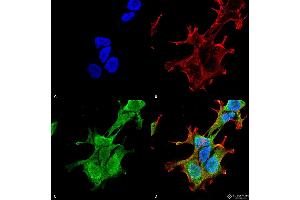 Immunocytochemistry/Immunofluorescence analysis using Mouse Anti-PINK1 Monoclonal Antibody, Clone S4-15 . (PINK1 Antikörper  (AA 112-496))