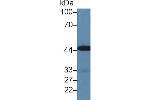 Western blot analysis of Mouse Kidney lysate, using Mouse IRF3 Antibody (3 µg/ml) and HRP-conjugated Goat Anti-Rabbit antibody (