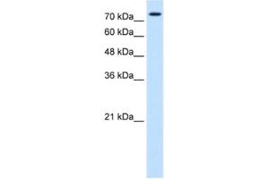 Western Blotting (WB) image for anti-Forkhead Box K1 (Foxk1) antibody (ABIN2463072) (Foxk1 Antikörper)