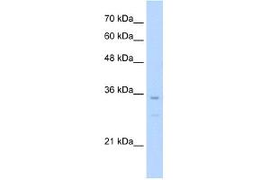 WB Suggested Anti-Bapx1 Antibody Titration:  0.