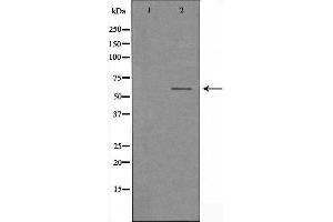 Western blot analysis of extracts from HUVEC cells, using TCF4/12 antibody. (TCF4/12 Antikörper)