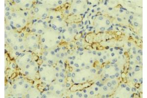 ABIN6276886 at 1/100 staining Mouse liver tissue by IHC-P. (ORM1 Antikörper  (Internal Region))