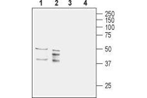Western blot analysis of rat (lanes 1 and 3) and mouse (lanes 2 and 4) brain lysates: - 1,2. (AQP11 Antikörper  (2nd Extracellular Loop))