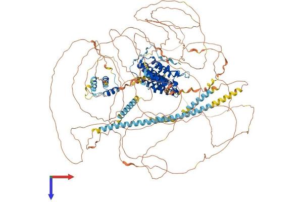 BRD4 Protein (AA 1-1362) (His tag)