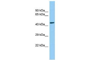 Host: Rabbit Target Name: CEP85L Sample Type: Hela Whole cell lysates Antibody Dilution: 1. (C6orf204 Antikörper  (C-Term))
