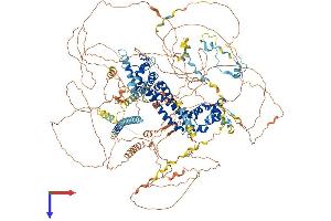 FMN1 Protein (AA 1-1466) (His tag)