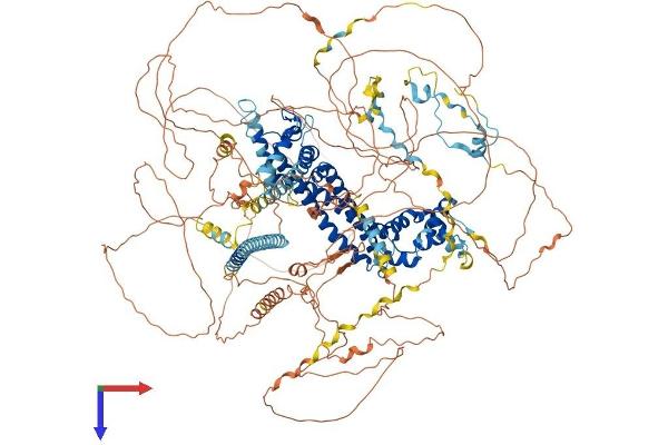 FMN1 Protein (AA 1-1466) (His tag)