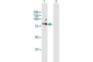 Western Blot analysis of CD6 expression in transfected 293T cell line by CD6 MaxPab polyclonal antibody. (CD6 Antikörper  (AA 1-639))