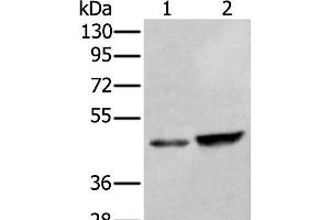 Western blot analysis of HUVEC and Hela cell lysates using ZNF24 Polyclonal Antibody at dilution of 1:350 (ZNF24 Antikörper)