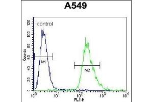 PRR19 Antibody (Center) (ABIN655775 and ABIN2845212) flow cytometric analysis of A549 cells (right histogram) compared to a negative control cell (left histogram). (PRR19 Antikörper  (AA 208-236))