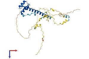 TLX2 Protein (AA 1-284) (His tag)