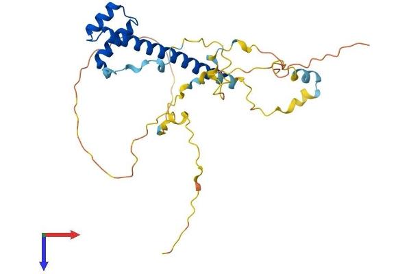 TLX2 Protein (AA 1-284) (His tag)