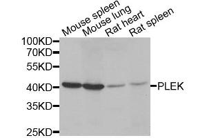 Western blot analysis of extracts of various cell lines, using PLEK antibody. (Pleckstrin Antikörper)