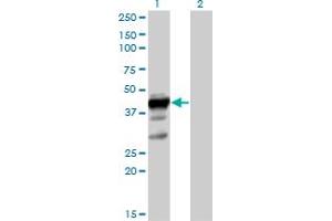 Western Blot analysis of ELAVL3 expression in transfected 293T cell line by ELAVL3 MaxPab polyclonal antibody. (HuC/ELAVL3 Antikörper  (AA 1-367))