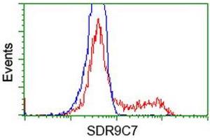 HEK293T cells transfected with either RC210941 overexpress plasmid (Red) or empty vector control plasmid (Blue) were immunostained by anti-SDR9C7 antibody (ABIN2453627), and then analyzed by flow cytometry. (SDR9C7 Antikörper)