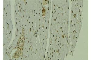 ABIN6279231 at 1/100 staining Mouse muscle tissue by IHC-P. (CALML6 Antikörper)