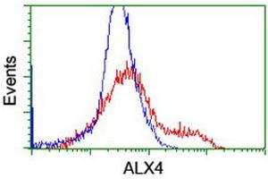 Image no. 2 for anti-ALX Homeobox 4 (ALX4) antibody (ABIN1496620) (ALX4 Antikörper)