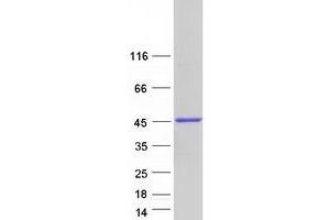 Western Blotting (WB) image for Replication Factor C (Activator 1) 4, 37kDa (RFC4) (Transcript Variant 2) protein (Myc-DYKDDDDK Tag) (ABIN2730780)