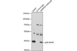 Immunoprecipitation analysis of 200 μg extracts of U-87MG cells, using 3 μg p38 MAPK antibody (ABIN7268616). (MAPK14 Antikörper  (C-Term))