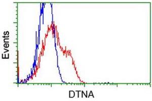 HEK293T cells transfected with either RC223952 overexpress plasmid (Red) or empty vector control plasmid (Blue) were immunostained by anti-DTNA antibody (ABIN2454104), and then analyzed by flow cytometry. (DTNA Antikörper)