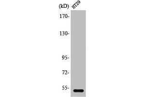 Western Blot analysis of HeLa cells using SR-2B Polyclonal Antibody (Serotonin Receptor 2B Antikörper  (N-Term))